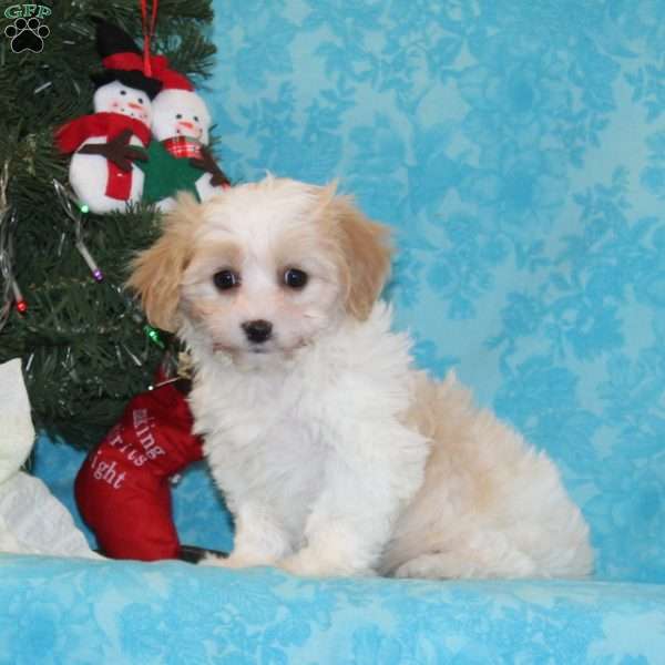 Joy, Cavachon Puppy